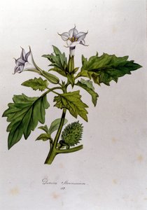 Botanical board: Datura Stramonium (Datura stramoine or stramoine officinale). Engraving in “Flora Monacensis” by Franz von Paula Schrank (1747-1835), German naturalist, Monaco 1816. بواسطة مجهول مجهول