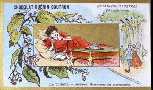 الزيزفون: تسريب ، زخارف مناحي. النقش (كرومو). الطباعة الحجرية الملونة الإعلانية لشوكولاتة Guerin-Boutron ، أواخر القرن التاسع عشر. سلسلة Illustree النباتية. بواسطة مجهول مجهول