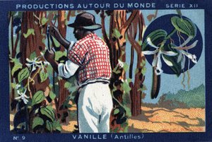 الإنتاج حول العالم: الفانيليا في جزر الهند الغربية. الطباعة الحجرية الملونة لعام 1933 في "" ألبوم جوزيف ميليات " بواسطة مجهول مجهول