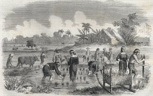 زراعة الأرز في مانيلا (مانيلا) بالفلبين عام 1864. (زراعة الأرز في مانيلا) نقش مجهول. مجموعة خاصة. بواسطة مجهول مجهول