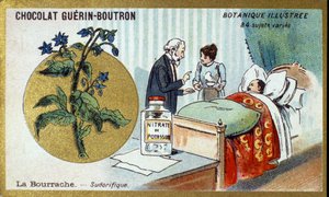لسان الثور معرق. النقش (كرومو). الطباعة الحجرية الملونة الإعلانية لشوكولاتة Guerin-Boutron ، أواخر القرن التاسع عشر. سلسلة Illustree النباتية. بواسطة مجهول مجهول
