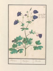 أكيلي (أكويليجيا) أكيليجين. / أكويليجيا. / Aucolied (العنوان على الكائن) بواسطة Anselmus Boëtius de Boodt
