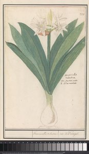 أمارلس (Hippeastrum) هيروموكاليس فالنتينا / قزحية من البرتغال (العنوان على الكائن) بواسطة Anselmus Boëtius de Boodt