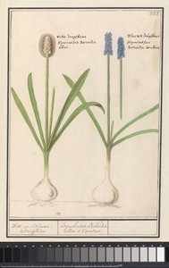زنابق العنب (Muscari Botryoides) العنب الأبيض والأزرق. / Dhijachintus Botroides. albus et coeruleus (العنوان على الكائن) بواسطة Anselmus Boëtius de Boodt