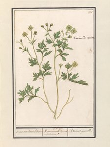الحوذان (حوذان) أنواع الحوذان / Ranunculi palustris الأنواع. / Bacinet genoille. (العنوان على الكائن) بواسطة Anselmus Boëtius de Boodt
