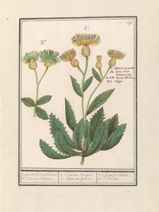 قنطورس (قنطورس) 1. زهرة ذرة كبيرة. 2. كورن بلوم. / 1. Cijanus Major / 2. idem vulgaris. / 1. غراندي بلو. / 2. Bluet. (العنوان على الكائن) بواسطة Anselmus Boëtius de Boodt