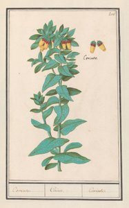 Cerinthe (Cerinthe major) متطلبات. / متطلبات. / متطلبات. (العنوان على الكائن) بواسطة Anselmus Boëtius de Boodt