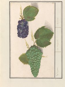 دريف (فيتيس فينيفيرا) درويفين. / uva Vulgaris. / الزبيب (العنوان على الكائن) بواسطة Anselmus Boëtius de Boodt