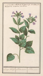 حشيشة الرئة المبقعة (Pulmonaria officinalis) يعد عشب. / الرئة. / الرئة. (العنوان على العنصر) بواسطة Anselmus Boëtius de Boodt