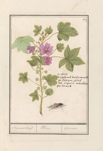 الملوخية الكبيرة (Malva sylvestris) عشب سيجمارد / ألسيا. / Guimauvre. (العنوان على العنصر) بواسطة Anselmus Boëtius de Boodt