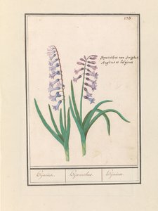 صفير (صفير شرقي) حجازين / صفير / Hijacinte (العنوان على الكائن) بواسطة Anselmus Boëtius de Boodt