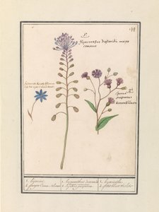 Kuifhyacint (Muscari comosum) en korenbloem (Centaurie) 1. الاختطاف 2. زهر قرني أرجواني / 1. ديوسكوريدات صفير. عمدة وسيم. 2. الكاجانوس الأرجواني. / 1.الصفير 2. البنفسجي الصغير (العنوان على الجسم) بواسطة Anselmus Boëtius de Boodt