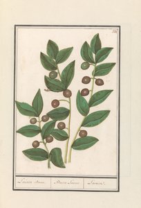 الزيتون (Olea europaea) شجرة الغار. / باكا لوروس. / لوريل (العنوان على الكائن) بواسطة Anselmus Boëtius de Boodt