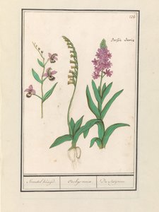 Orchidae (Orchidaceae) طواف Stendhal. / أوركيوس بدوره. / du satijrion. (الإجمالي على الكائن) بواسطة Anselmus Boëtius de Boodt