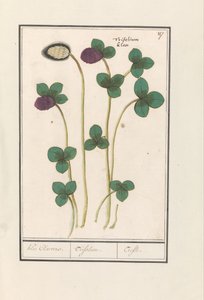 البرسيم الأحمر (Trifolium pratense) كلي كليفرز. / تريفوليوم. / Trefle (العنوان على الكائن) بواسطة Anselmus Boëtius de Boodt