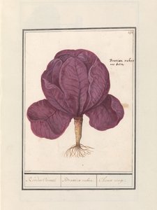 الملفوف الأحمر (Brassica oleracea convar. capitata var. rubra) الأحمر كاويل. / براسيكا روبرا. / Choux rouge (العنوان على الكائن) بواسطة Anselmus Boëtius de Boodt