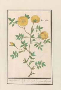 روز (روزا) بعض الوردة الصفراء. / Rosa lutea simplex / rose jeaune à fleur simple (العنوان على الكائن) بواسطة Anselmus Boëtius de Boodt