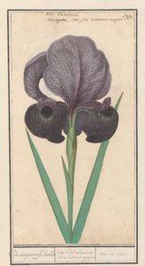 Rouw iris (Iris susiana) من suzyaensche lisbloeme / iris Chalcedonica. قزحية سوسيانا الكبرى. / سوز ايريس. (العنوان على الكائن) بواسطة Anselmus Boëtius de Boodt