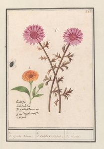 الزهرة الوردية (غير معروفة) والقطيفة (Calendula officinalis) 1. 2. الزهرة الذهبية. / 1. 2. كالثا آذريون. / 1. 2. Soucie. (العنوان على الكائن) بواسطة Anselmus Boëtius de Boodt