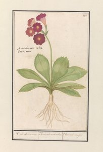 كوزليب (بريمولا) آذان الدب الأحمر. / أوريكولا أورسي روبرا. / Auricule rouge (العنوان على الكائن) بواسطة Anselmus Boëtius de Boodt
