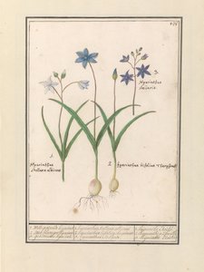 Sterhyacint (Scilla) 1. Witte هو jesterinde أمس. 2. Twee blaerigen hijacint. 3. خطفوا أمس. / 1. Hyacinthus Stellaris albicans 2. Hyacinthus bifolius Theophrastus 3. Hyacinthus Stellaris. / 1. صفير إتويلي 2. صفير a 2 feuille 3 hijac بواسطة Anselmus Boëtius de Boodt