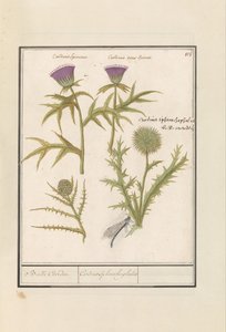 الشوك (Carduus) والخرشوف (Cynara cardunculus) Distel (Thistle) en artisjok (Cynara cardunculus) بول كايردين / Cardius Spheroche-phalus (العنوان على الكائن) بواسطة Anselmus Boëtius de Boodt