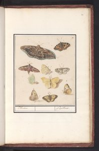 الفراشات والعث العث. / Papillons (العنوان على الكائن) بواسطة Anselmus Boëtius de Boodt