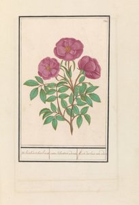 وايلد روس (روزا) Welriekende bosch roose / rosa silverstris adorata. / وردة الغابة مع الرائحة (العنوان على الكائن) بواسطة Anselmus Boëtius de Boodt
