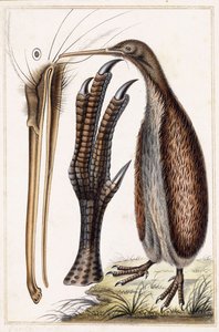 كيوي بواسطة أنطوان تشارلز فوتييه