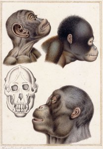 جمجمة بونغو بواسطة أنطوان تشارلز فوتييه