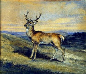 الغزال. رسم أنطوان لويس باري بواسطة أنطوان لويس باري