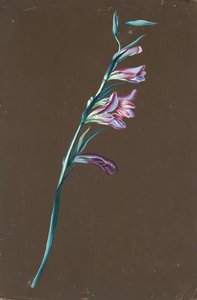 ليلي بواسطة انطون هارتينجر