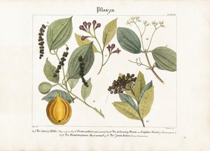 نباتات التوابل ذات الأهمية الاقتصادية