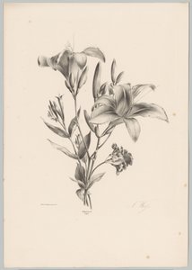 Twee Lilies Bloem en Fruit Studien (...] الحلقة العاشرة (عنوان المسلسل) بواسطة انطون فايس