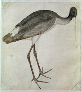 اللقلق الأسود يقف مواجهًا لليمين. رسم لأنطونيو دي بوتشيو بيسانو ديت بيسانيلو (قبل 1395-1455). حبر بني ، غسيل بني ، غسيل رمادي ، حجر أسود ، ريش. خافت: 20،8x18،7 سم. اللوفر ، مجلس الوزراء des dessins بواسطة أنطونيو بيسانيلو