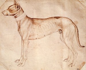 دراسة عن كلب الصيد من قبل أنطونيو بيسانو المعروف باسم بيزانيلو (قبل 1395 - كاليفورنيا 1455) ، رسم بالقلم والحبر البني بواسطة أنطونيو بيسانيلو