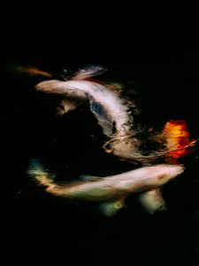 هايكاي في، 2022 (صورة رقمية)