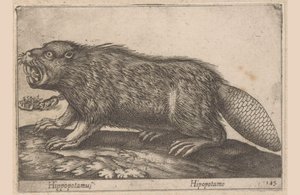 يشرب فرس النهر (العنوان على الكائن) Dieren en fablewezens (عنوان المسلسل) نوفا راكولتا دي لي أنيمالي بيو كوريوسي ديل موندو (عنوان المسلسل)