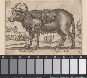 الجاموس L Bubalus Indicus / I Bufola Dindia (العنوان على الكائن) Dieren en fablewezens (عنوان المسلسل) مجموعة جديدة من أكثر الحيوانات فضولاً في العالم (عنوان المسلسل) بواسطة انطونيو تمبيستا