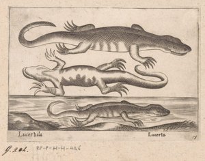 ثلاثة تنانين Lizard / Lucerta (العنوان على الكائن) Dieren en fablewezens (عنوان المسلسل) مجموعة جديدة من أكثر الحيوانات فضولاً في العالم (عنوان المسلسل) بواسطة انطونيو تمبيستا