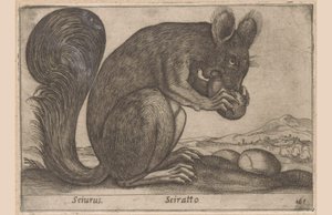 اخورن Sciurus / Sciratto (العنوان على الكائن) Dieren en fabelwezens (عنوان المسلسل) حيوان صغير فضولي جديد في العالم (عنوان المسلسل) بواسطة انطونيو تمبيستا