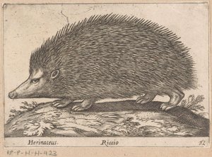 ايجيل Herinaceus / Riccio (العنوان على الكائن) Dieren en fabelwezens (عنوان المسلسل) مجموعة جديدة من حيوانات العالم الغريبة (عنوان المسلسل)