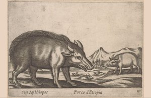 يعمل الاثيوبية له Apthiopes / الخنزير الإثيوبي (العنوان على الجسم) Dieren en fabelwezens (عنوان المسلسل) حيوان صغير فضولي جديد في العالم (عنوان المسلسل) بواسطة انطونيو تمبيستا