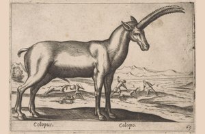 ماعز Colopus / Colopo (العنوان على الكائن) Dieren en fablewezens (عنوان المسلسل) مجموعة جديدة من أكثر الحيوانات فضولاً في العالم (عنوان المسلسل) بواسطة انطونيو تمبيستا