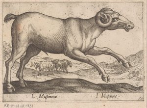 ماعز L Mussimonae / I Musimone (العنوان على الكائن) Dieren en fablewezens (عنوان المسلسل) مجموعة جديدة من أكثر الحيوانات فضولاً في العالم (عنوان المسلسل) بواسطة انطونيو تمبيستا