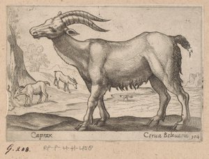 الجواهر Caprax / Cerua Belzuaria (العنوان على الكائن) Dieren en fablewezens (عنوان المسلسل) مجموعة جديدة من أكثر الحيوانات فضولاً في العالم (عنوان المسلسل) بواسطة انطونيو تمبيستا
