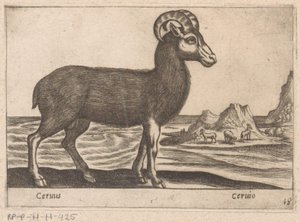 الأحجار الكريمة Cerinis / Ceruio (العنوان على الكائن) Dieren en fabelwezens (عنوان المسلسل) مجموعة جديدة من أكثر الحيوانات فضولاً في العالم (عنوان المسلسل) بواسطة انطونيو تمبيستا