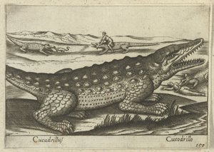 تمساح Cucodrillus / Cucodrillo (العنوان على الكائن) Dieren en fablewezens (عنوان المسلسل) مجموعة جديدة من أكثر الحيوانات فضولاً في العالم (عنوان المسلسل) بواسطة انطونيو تمبيستا