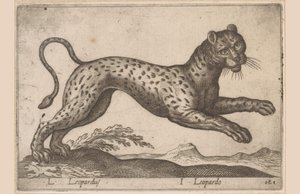 فهد L Leopardus / I Leopardo (العنوان على الكائن) Dieren en fablewezens (عنوان المسلسل) مجموعة جديدة من أكثر الحيوانات فضولاً في العالم (عنوان المسلسل) بواسطة انطونيو تمبيستا