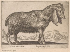 ميمبرينا جيت كابرا مامبرينا / كابرا مامبرينا (العنوان على الكائن) Dieren en fablewezens (عنوان المسلسل) مجموعة جديدة من أكثر الحيوانات فضولاً في العالم (عنوان المسلسل) بواسطة انطونيو تمبيستا